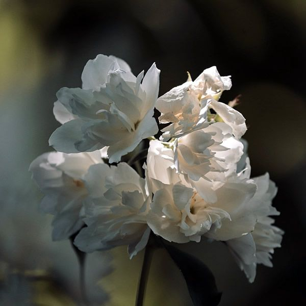 天然收毛孔的方法