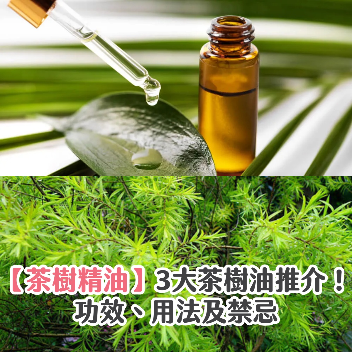【茶樹精油】3大茶樹油推介!功效、用法及禁忌