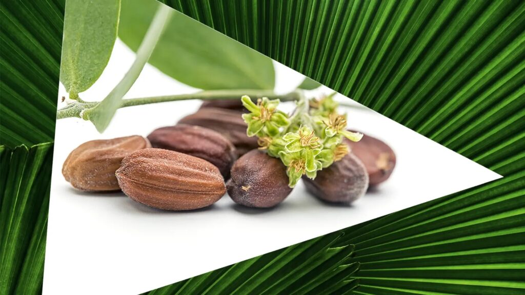 可可巴油是甚麼?